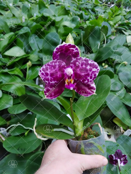 Phalaenopsis Mituo Diamond 'White Python'.jpg