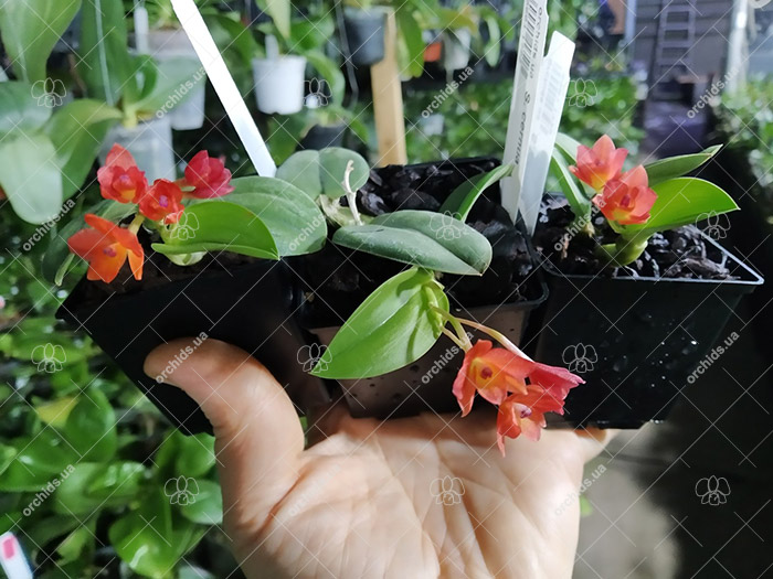 Sophronitis cernua.jpg