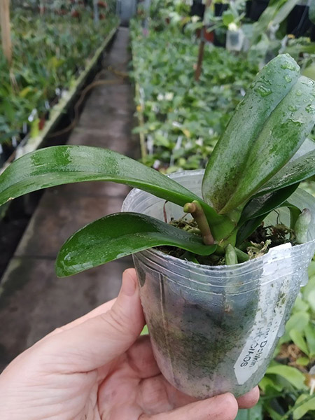 Asconopsis Irene Dobkin 'Elmhurst'.jpg
