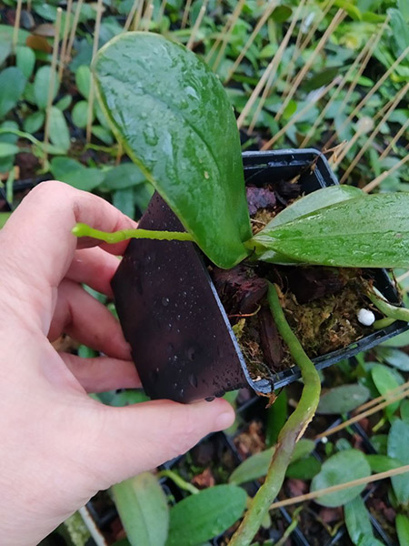 Phalaenopsis stuartiana yellow strain x Cassandra.jpg