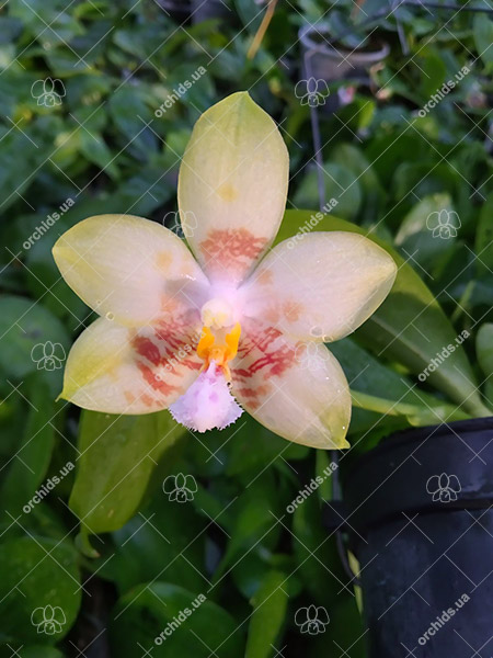 Phalaenopsis (Yaphon Yellow Bloom x Chang Maw Jade).jpg