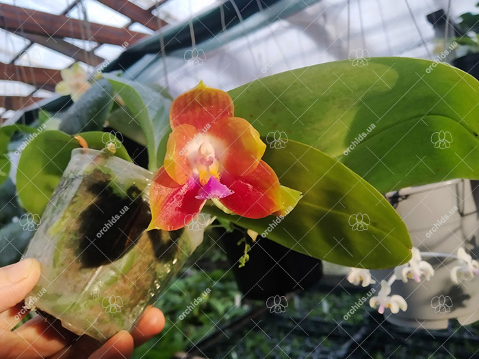 Phalaenopsis Yang Yang Lady x Yaphon Lover.jpg