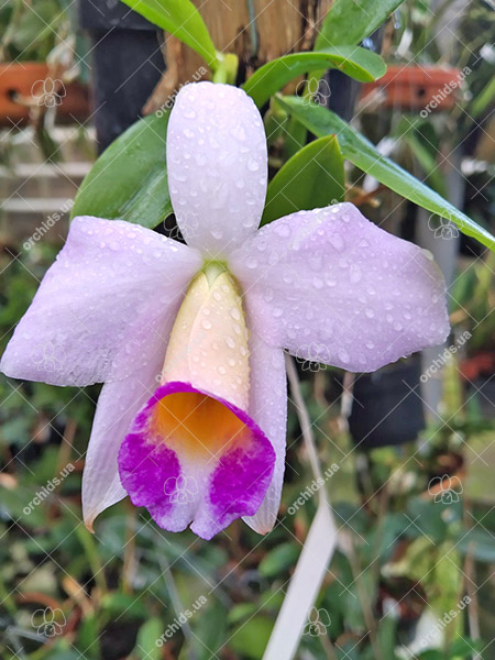 Laelia praestans rosada.jpg