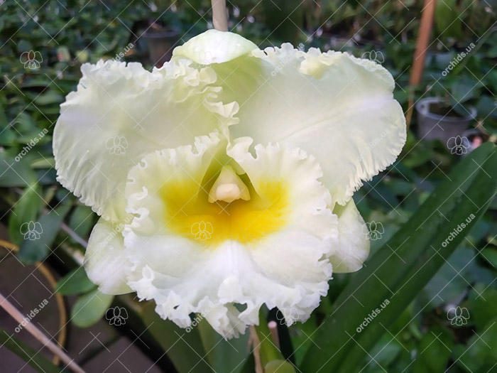 Rhyncholaeliocattleya Shinaphat Diamond 'White Swan'.jpg