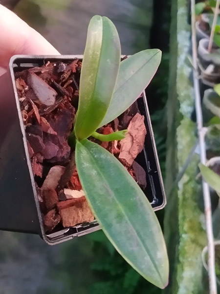 Phalaenopsis stuartiana yellow strain x self.jpg