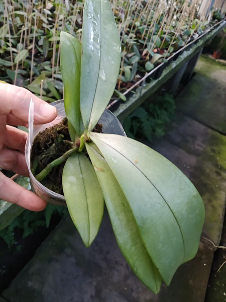 Phalaenopsis Silbergrube 'Freya' x mannii 'Black'.jpg