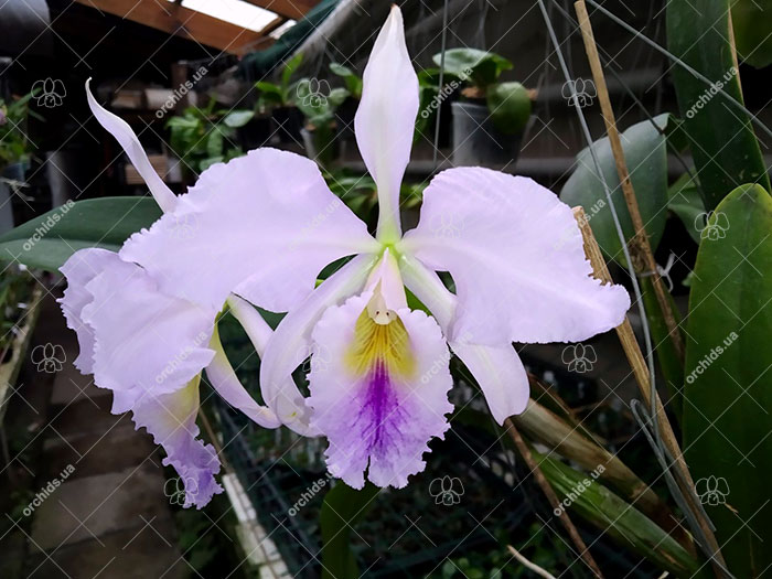 Cattleya Memoria Jeanne Nichols.jpg