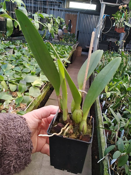 Potinara William Farrell 'Native Son' 3421 x Brassolaeliocattleya Hawaiian Discovery 'Fluorescent Orange'.jpg