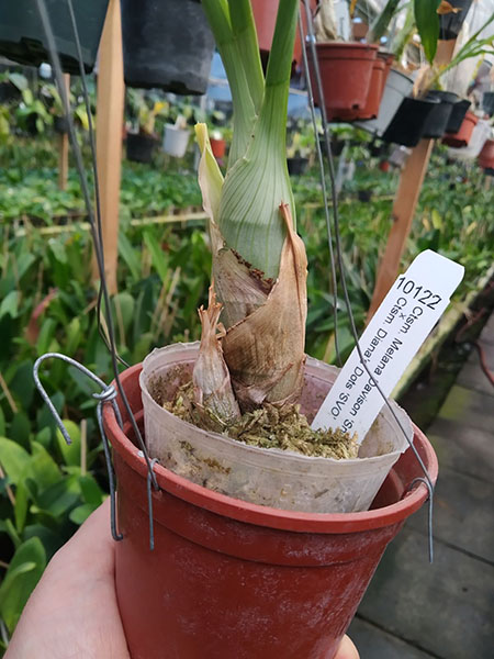 Catasetum Melana Davison 'Snow White' x Catasetum Diana's Dots 'SVO'.jpg