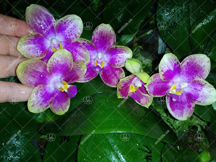 Phalaenopsis Mituo Diamond Canary x Yungho Gelb Canary 'Green Apple'.jpg