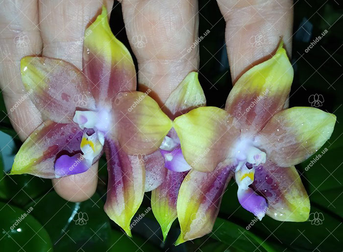 Phalaenopsis Mituo Blue Smurfs 'Blue-S' x Mituo Speciosa 'Blue-Coffe'.jpg