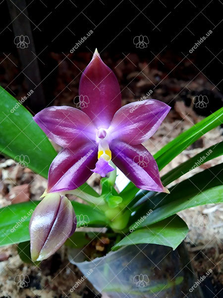 Phalaenopsis Mituo Reflex Dragon 'Blue-2' x Mituo Speciosa 'Mituo#1'.jpg