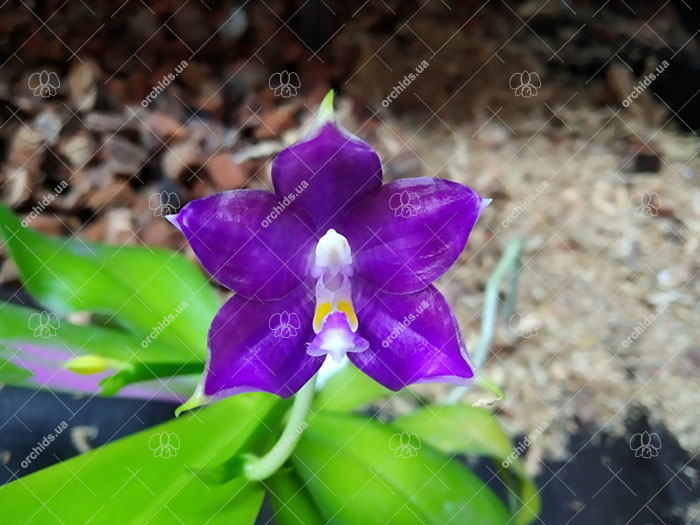 Phalaenopsis Mituo Reflex Dragon 'Blue-2' x Mituo Speciosa 'Mituo#1'.jpg