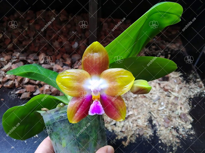 Phalaenopsis Yang Yang Lady x Yaphon Lover.jpg