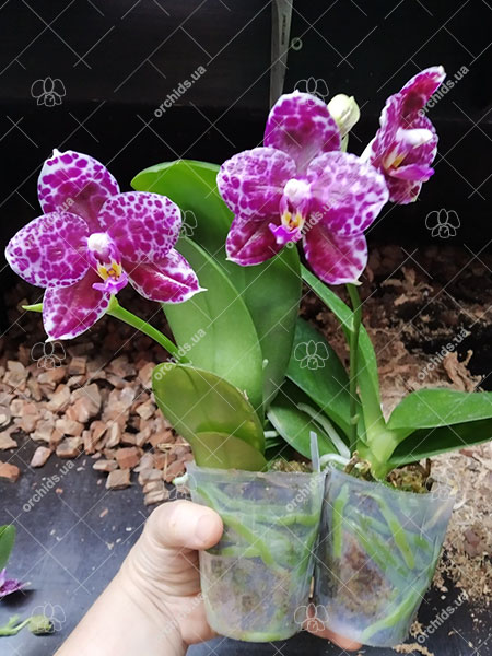 Phalaenopsis Mituo Diamond 'White Python'.jpg