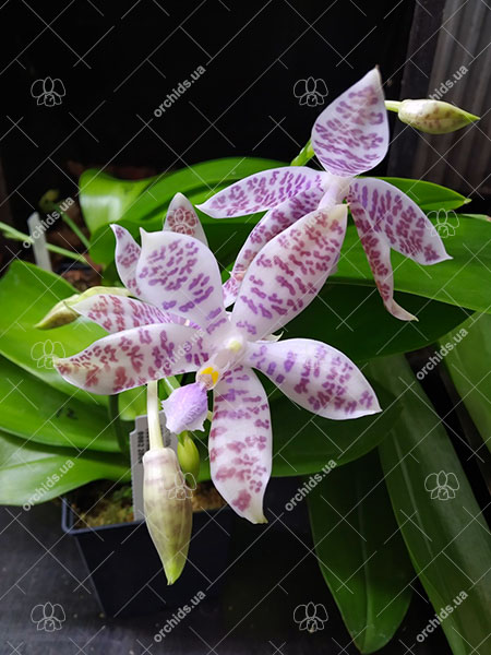 Phalaenopsis hieroglyphica.jpg