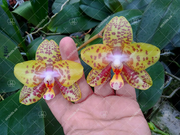 Phalaenopsis Diamond Beauty '1202' x Mituo Gelb Eagle 'Rainbow'.jpg