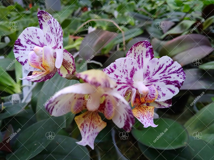 Phalaenopsis (Ho's French Fantasia x Ever Spring King) 'Light'.jpg