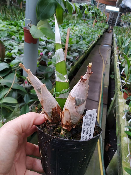 Monnierara Millennium Magic 'Witchcraft'.jpg