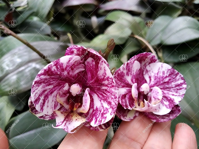 Phalaenopsis (Ho's French Fantasia x Ever Spring King) 'Light'.jpg