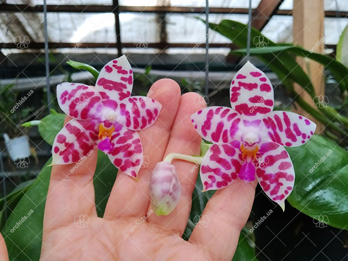 Phalaenopsis KS Super Zebra 'Beautiful Spots'.jpg