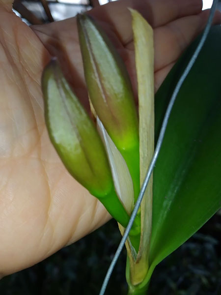 Sophrolaeliocattleya Mae Hawkins 'Miya'.jpg