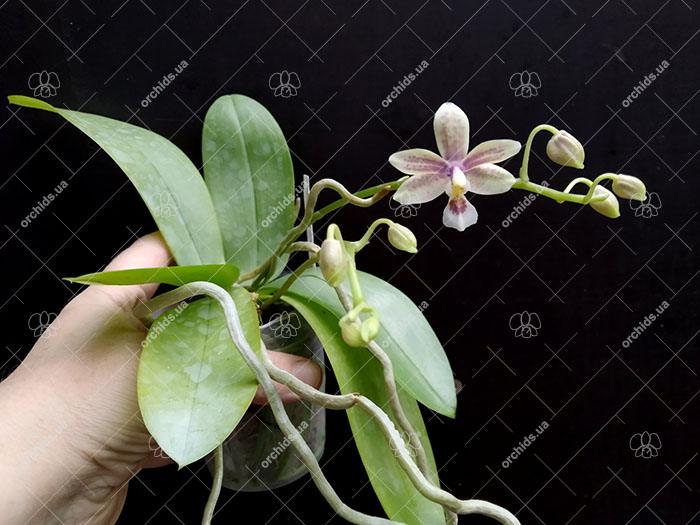 Phalaenopsis Chip Chop 'F4586' x mannii 'Black'.jpg