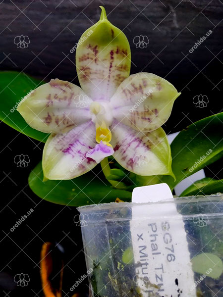 Phalaenopsis Tzu Chiang Tetralitz x Mituo Reflex Dragon.jpg