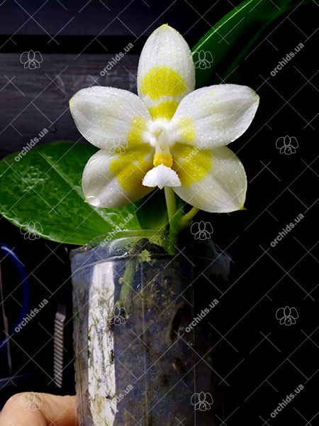 Phalaenopsis Yaphon Gelacea 'Peter 3'.jpg
