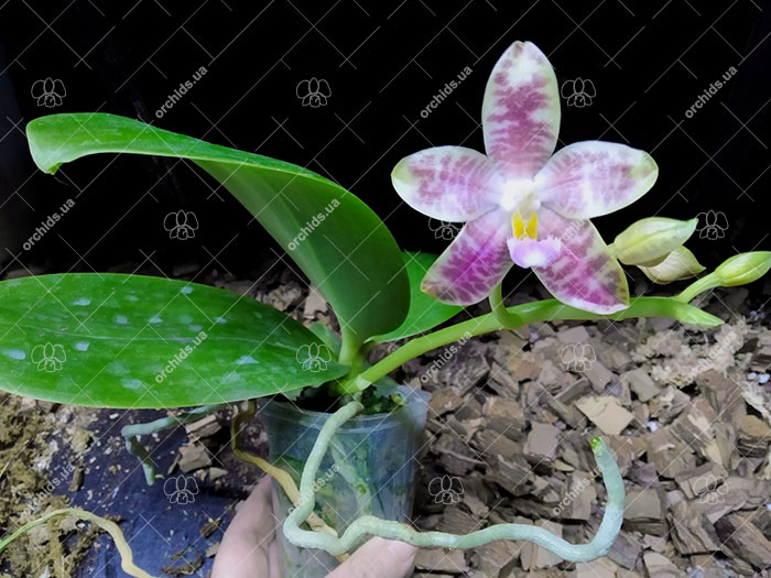 Phalaenopsis gigantea x Chienlung Moonlight.jpg