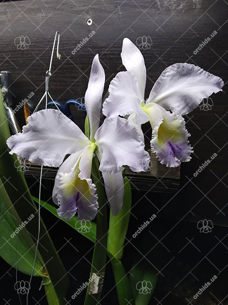 Cattleya Memoria Jeanne Nichols.jpg