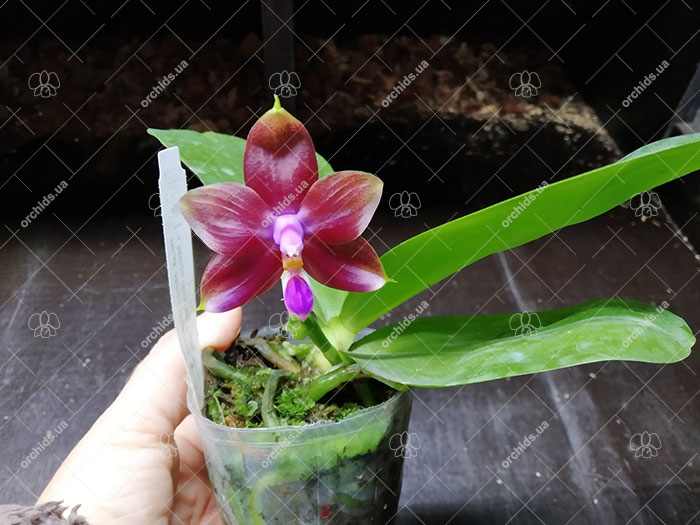 Phalaenopsis Mituo Princess 'Black Beauty' x Mituo Golden Tiger 'Green Tiger'.jpg