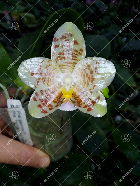 Phalaenopsis gigantea x Yaphon Lover 'Yaphon'.jpg