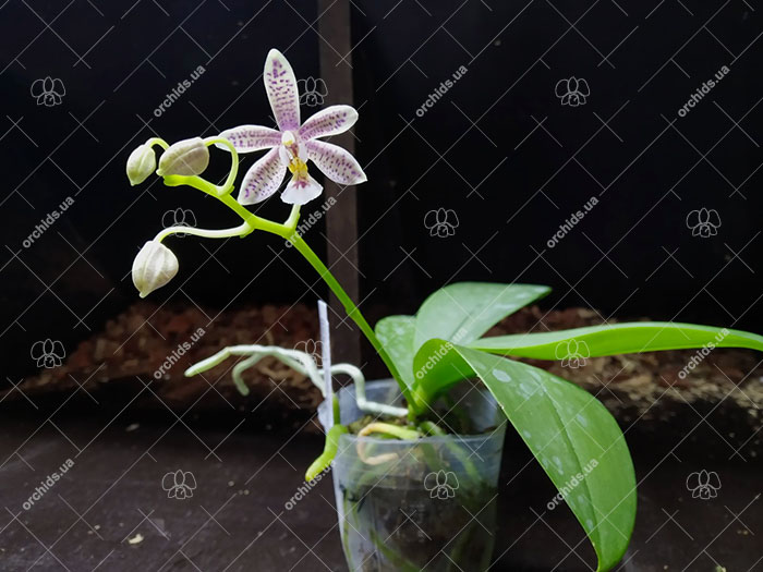 Phalaenopsis Chip Chop 'F4586' x mannii 'Black'.jpg