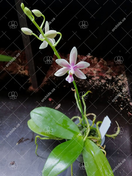 Phalaenopsis Chip Chop 'F4586' x mannii 'Black'.jpg