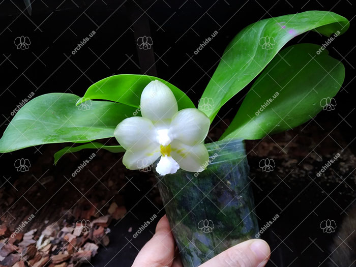 Phalaenopsis (Chang Maw Jade x Yaphon Lover).jpg
