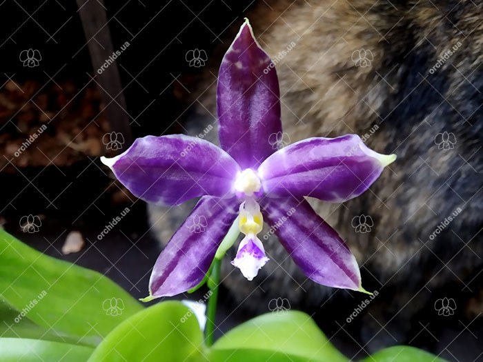 Phalaenopsis Mituo Blue Smurfs 'Blue-S' x Mituo Speciosa 'Blue-Coffe'.jpg