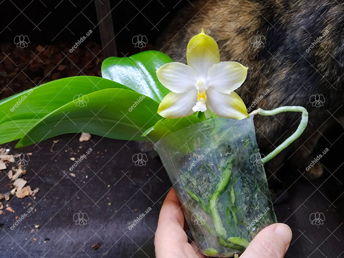 Phalaenopsis Tzu Chiang Tetralitz x Mituo Reflex Dragon.jpg