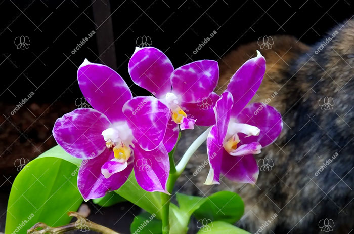 Phalaenopsis Mituo Golden Tiger 'Red Dragon'.jpg