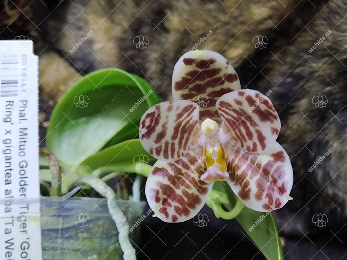 Phalaenopsis Mituo Golden Tiger 'Golden Ring' x gigantea alba 'Ta Wei'.jpg
