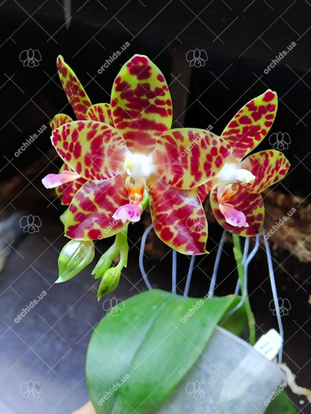 Phalaenopsis Giant Passion x Zheng Min 'Hazel'.jpg