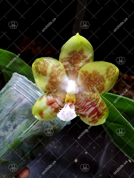 Phalaenopsis (Chang Maw Jade x Yaphon Lover).jpg