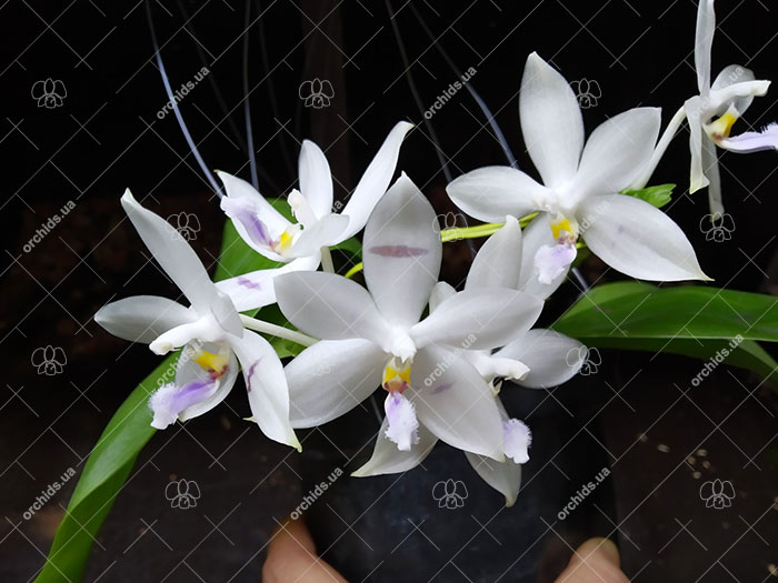 Phalaenopsis Penang Violacea x tetraspis.jpg