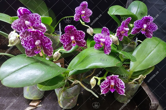 Phalaenopsis Mituo Diamond 'White Python'.jpg