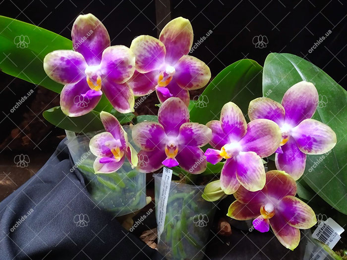 Phalaenopsis Mituo Diamond Canary x Yungho Gelb Canary 'Green Apple'.jpg
