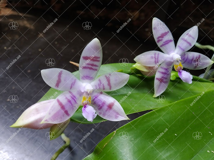 Phalaenopsis Penang Violacea x tetraspis.jpg