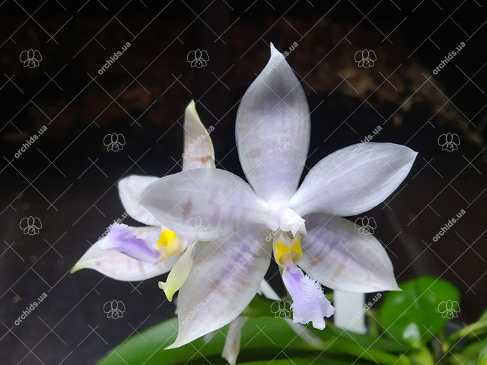 Phalaenopsis Penang Violacea x tetraspis.jpg