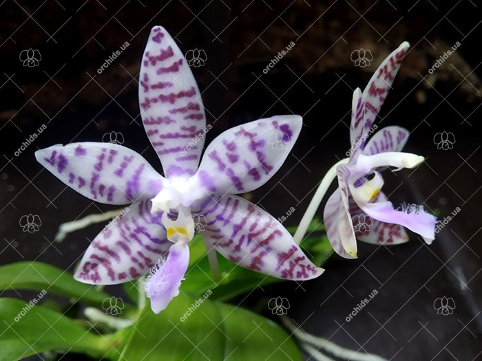 Phalaenopsis Penang Violacea x tetraspis.jpg