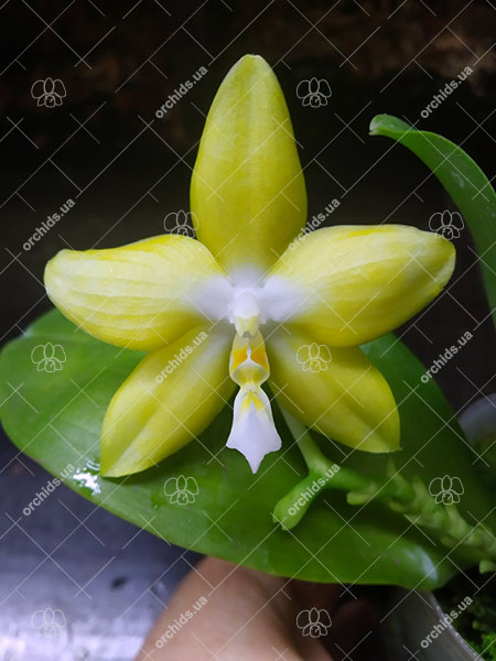 Phalaenopsis Yaphon 'Yellow Story' x Nobby's 'Doctor Chu'.jpg