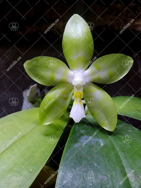 Phalaenopsis Yaphon 'Yellow Story' x Yaphon 'Yellow Bomb'.jpg